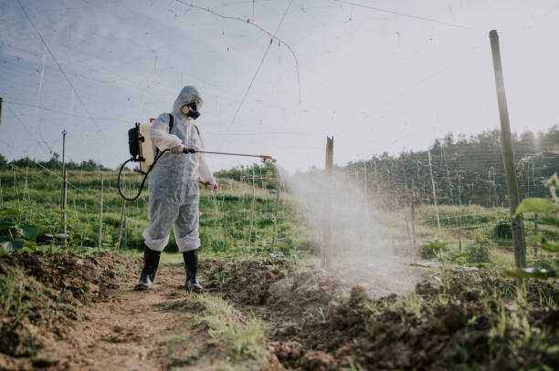 Best Termite Control Services  in Coarsegold, CA