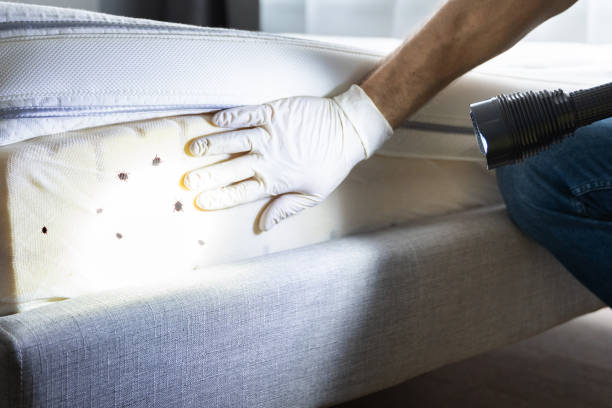 Best Emergency Pest Control  in Coarsegold, CA