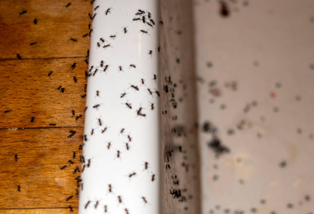 Wasp Removal Services in Coarsegold, CA