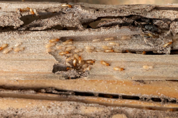 Best Local Pest Control Services  in Coarsegold, CA